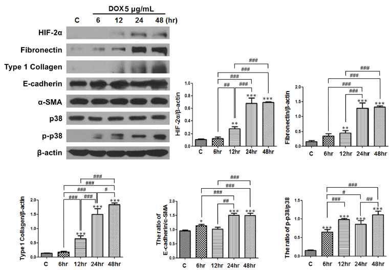 근위세뇨관 primary 세포에서 HIF-2α의 over-expression 시간에 따른 HIF-2α, FN, Type 1 collagen, E-cadherin/α-SMA, p-p38의 단백 발현 변화