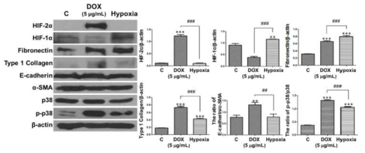 근위세뇨관 primary 세포에서 HIF-2α over-expression 및 hypoxia 조건에서 HIF-2α, HIF-1α, FN, Type 1 collagen, E-cadherin/α-SMA, p-p38의 단백 발현 변화