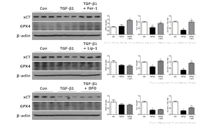 Fer-1, Lip-1 및 DFO를 처리한 근위세뇨관 배양세포의 xCT, GPX4의 발현 변화