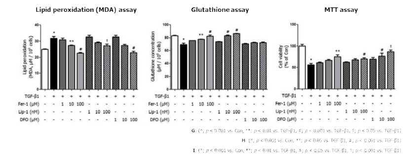 Fer-1, Lip-1 및 DFO를 처리한 근위세뇨관 배양세포의 lipid peroxidation, glutathione concentration 및 cell viability의 변화