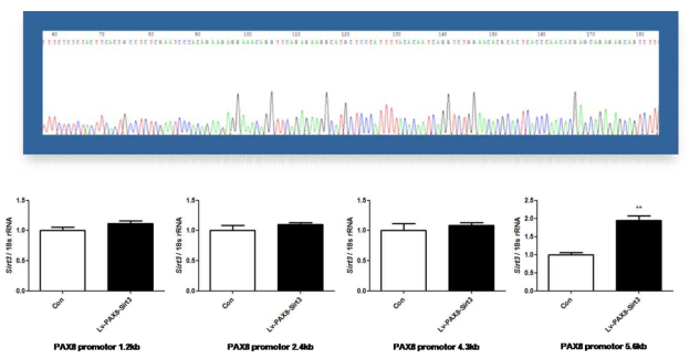 Sequence결과 (1.2kb) 및 Sirt3의 발현 변화