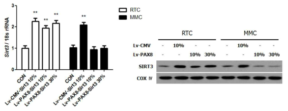 근위세뇨관 배양세포에서 PAX8의 promoter activity의 Luciferase 발현의 변화