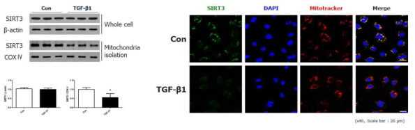 근위세뇨관 배양세포에서 미토콘드리아 내 SIRT3의 발현 변화