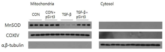 근위세뇨관 배양세포의 미토콘드리아 및 세포질 내 MnSOD의 단백 발현 변화