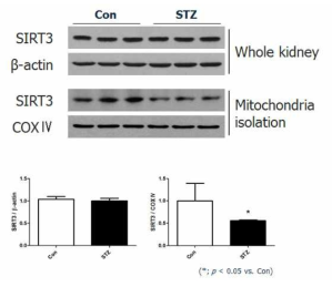 대조군, 당뇨백서의 전체 단백 및 미토콘드리아 내 SIRT3의 단백 발현 변화
