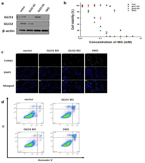 MG 노출에 따른 Glyoxalase 시스템이 제거된 SH-SY5Y 세포