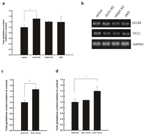 Glyoxalase 계 결손 세포의 총 글루타티온 수치 변화