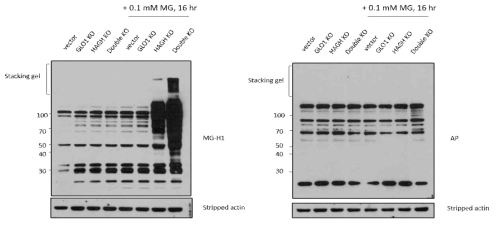 Western blotting을 통한 각 결손 세포주의 축적된 MG-H1(A)과 argypyrimidine(B)의 양 분석