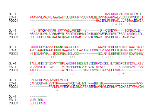유전자 탐색 결과 확인 된 인간 DJ-1 상동 유전자간의 단백질 아미노산 서열 비교 분석