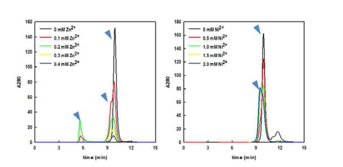 아연 이온(좌)과 니켈 이온(우)을 농도별로 과량 첨가한 상태에서의 Hsp31 초중합체 형성능에 대한 SEC 분석