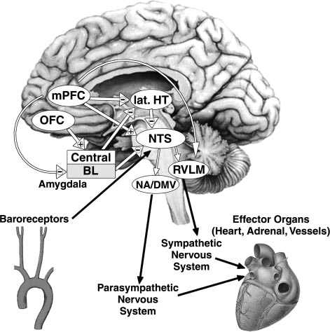 대뇌 피질과 피질하 구조가 심박에 미치는 영향