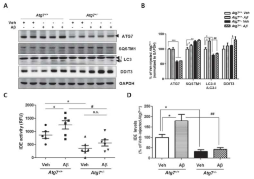 Autophagy 구성 단백질, Atg7의 단상 부족 (haploinsufficiency) 쥐에서의 IDE 변화