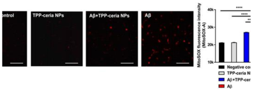 아밀로이드베타에 의해 유도된 미토콘드리아 특이적 활성 산소를 줄여주는 TPP-Ceria 나노 입자 효과