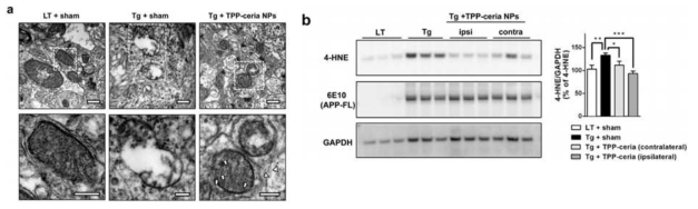TPP-Ceria 나노 입자에 의해 회복된 조직 내의 미토콘드리아 형태와 활성 산소 양