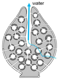 Marine sponge의 미세구조 예 (adapted from Ruppert, E.E., Fox, R.S., Barnes, R.D., Invertebrate Zoology, 7 ed.. Brooks/Cole, 2004)