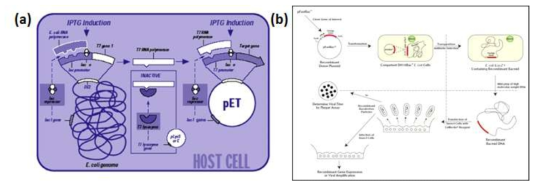 단백질 발현 시스템, (a) 대장균을 이용한 단백질 발현시스템; (b) 곤충세포를 이용한 단백질 발현 시스템