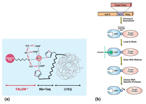 Histidine tag과 Maltose binding protein tag을 이용한 PTP의 정제에 대한 모식도