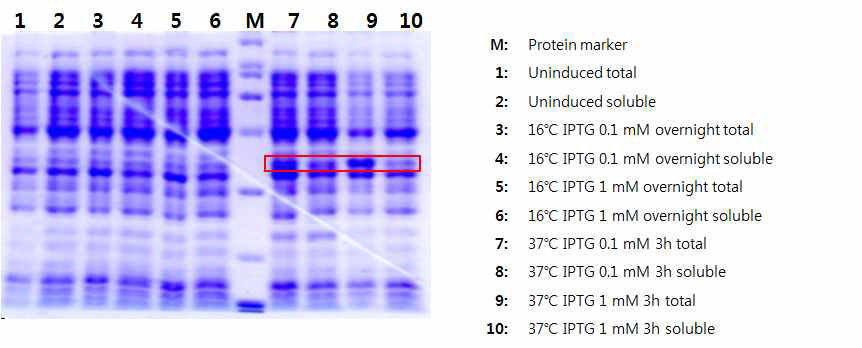 anti-CD45-Ferritin(7-1) 단백질 발현 테스트 결과