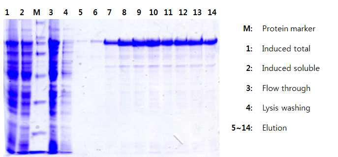 MBP-anti-VEGF-PDH의 정제(Amylose resin)