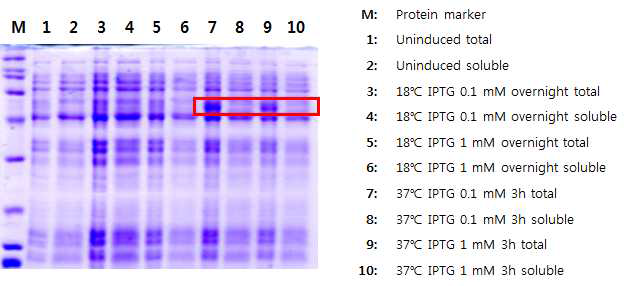 anti-CD45-Ferritin(wt0) 단백질 발현 테스트 결과
