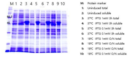 anti-HER2-Ferritin(light chain, wt)) 단백질 발현 테스트 결과