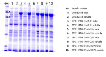 MBP-Herceptin-Ferritin(L) 단백질 발현 테스트 결과