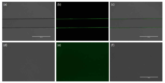 아민기가 수식된 칩 표면과 FITC 형광분자의 반응 확인 (a) 투과이미지 (배율 4x) (b) 형광이미지 (배율 4x) (c) (a)+(b)의 병합이미지 (배율 4x) (d) 투과이미지 (배율 20x) (e) 형광이미지 (배율 20x) (f) (d)+(e)의 병합이미지 (배율 20x)