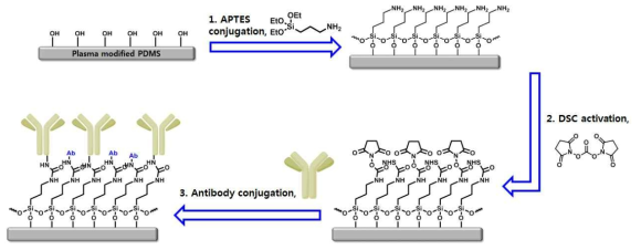 DSC 활성화 기반 항체어레이를 위한 모식도