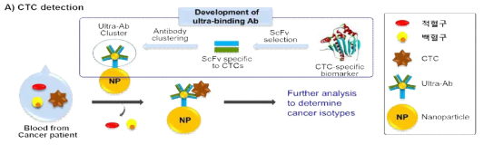 항암제불응암(Dark matter) 진단 및 아형 분석을 위한 복합나노프로브 개발 연구개념도. A) Circulating tumor cell (CTC) 특이 항원에 결합하는 ultra-antibody (Ultra-Ab)를 이용한 고감도 CTC 검출기술 개발