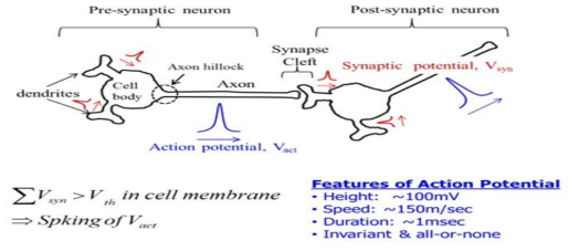 뉴런(Neuron) 모식도, 뉴런은 체세포(Soma, 전기적 자극 발생/소멸)와 뉴런간 신호를 교환하는 시냅스(Synapse)와 신호를 흘려주는 전선과 같은 수상돌기 (Dendrite)와 축색돌기(Axon)로 구성되어 있으며, 이를 모방하여 전기 소자를 만들고자하는 시도가 되고 있다