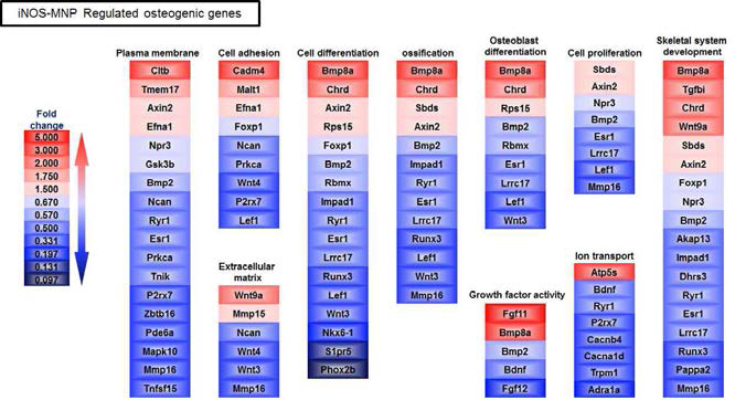iNOS-MNP 유입에 의한 줄기세포의 골분화 관련 유전자 발현 변화