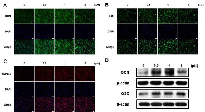 oxysterols에 의한 줄기세포의 골분화 관련 단백질 발현 변화