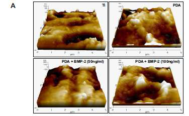 폴리도파민/BMP-2이 부착된 티타늄 디스크 표면의 AFM 분석 결과