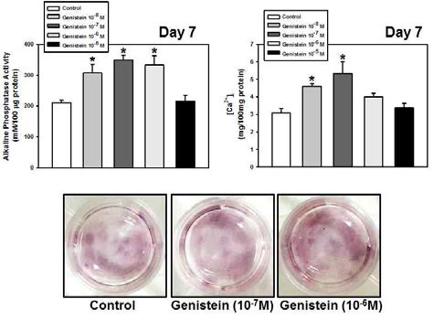 Genistein에 의한 줄기세포 골분화 분석 결과