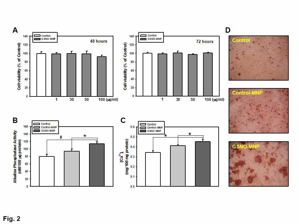 Cell viability (A), GSNO-MNP에 의한 ALP activity (B), 세포내 칼슘 level (C) 및 mineralized nodule 양상 (D)