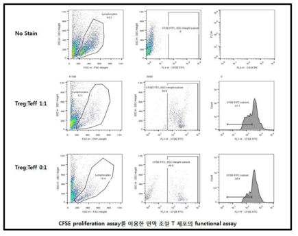 CFSE proliferation assay를 이용한 면역조절 T세포의 기능 분석