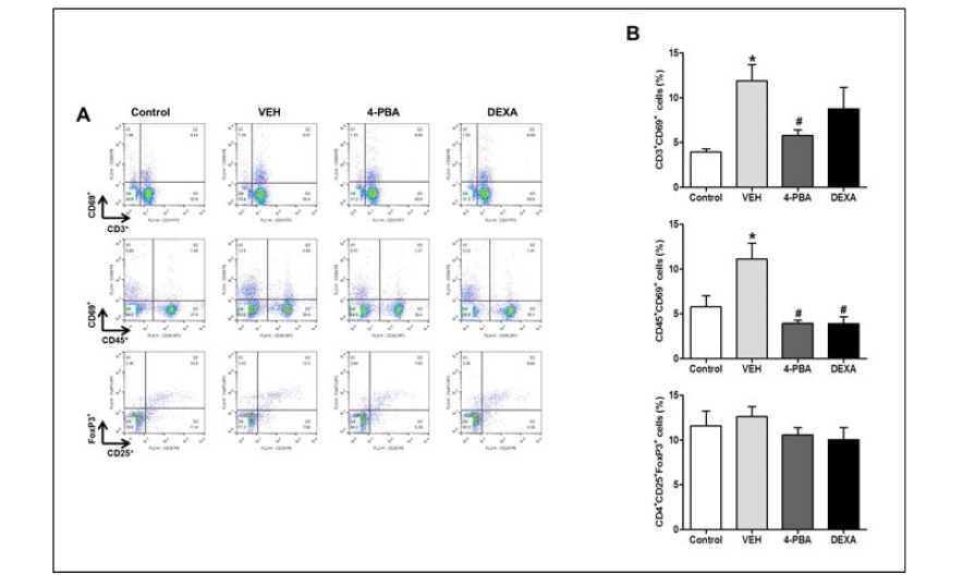 ER stress/Autophagy modulation에 따른 활성화된 T 및 B 림프구 분율 및 조절 면역 T 세포의 변화된 분율