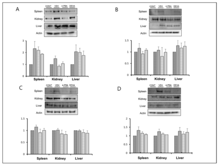 Control, Vehicle-treated group, 4-PBA treated group, Steroid-treated group에서의 ER stress signalling. A, GRP78; B,p-IRE1; C,Cleaved ATF6; D, CHOP