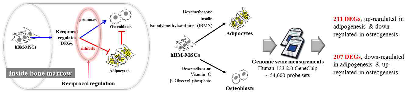 인간골수 중간엽줄기세포의 지방세포 및 조골세포 분화 상호역반응조절 유전자 발굴