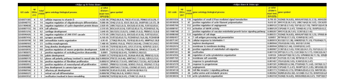 지방세포 분화 시 증가하고 조골세포 분화 시 감소하는 211개 DEGs와 지방세포 분화 시 감소하고 조골세포 분화 시 증가하는 207개 DEGs의 GOBPEA결과