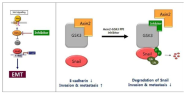 Axin2-GSK3 단백질 상호작용을 표적으로 한 약물개발의 연구 개념도