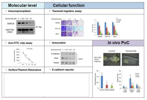 선행 연구로서 APC MIN mice (C57BL/6J-APC MIN/J)에 대해 복강 내로 50mpk, 6회/주로 14주간 니클로사미드를 투여하고, 소장 및 대장의 polyp 수를 측정함. 소장에서는 small polyp (3mm) 및 모두 control (n=6)에 비해 니클로사미드를 처리한 실험군 (n=7)에서 통계적으로 의미 있는 polyp 수의 감소를 보였으며, 대장에서도 니클로사미드를 처리한 실험군에서 polyp의 수가 줄었음