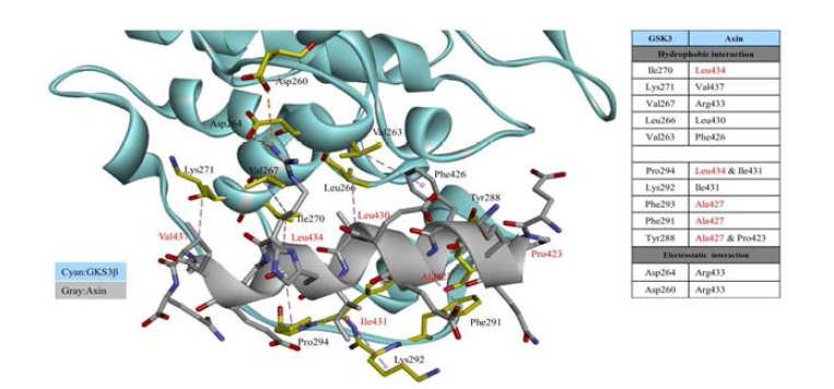 Axin2-GSK3β 결합구조