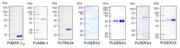 삼일열원충 expression library를 활용한 삼일열원충 주요 EBPCs 재조합 단백질 생산