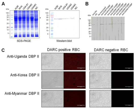 PvDBP의 적혈구 결합력 분석. (A)Duffy 음성(우간다) 및 Duffy 양성(우리나라 및 미얀마) 감염 PvDBP domain II 재조합 단백질 생산, (B)재조합 PvDBP domain II 특이 항체 생산, (C)재조합 PvDBP domain II 단백질과 Duffy 양성/Duffy 음성 적혈구 결합 분석