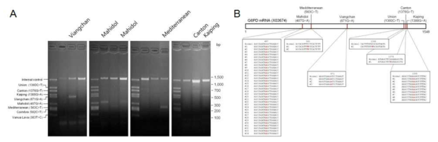 미얀마 말라리아 환자에서 G6PD 결핍증 분석. (A)Multiplex allele-specific PCR 결과, (B)G6PD 결핍 유전자 염기서열 분석 결과