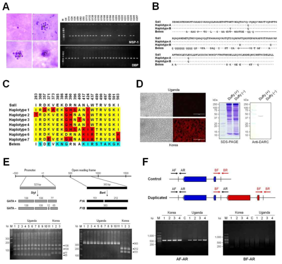 우간다 Duffy 음성 환자에서 삼일열원충 감염의 분자역학적 규명. (A)혈액도말검사와 PCR를 통한 삼일열원충 감염 확인, (B)우간다 삼일열원충 MSP-1 유전형 분석, (C)우간다 삼일열원충 DBP 유전형 분석, (D)우간다 삼일열원충 감염자의 Duffy 항원 분석, (E)우간다와 우리나라 삼일열원충 감염자의 DARC 유전형 비교 분석, (F)DARC 유전자의 duplication 분석