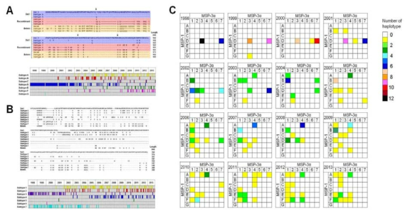 우리나라 삼일열원충에서 적혈구 결합 단백질인 MSP-1과 MSP-3α의 유전적 변이 분석. (A) MSP-1의 유전형과 연도별 유전형 변화 양상, (B)MSP-3α의 유전형과 연도별 유전형 변화 양상, (C)우리나라 삼일열원충 MSP-1과 MSP-3α의 유전형 변화