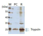 정제된 trypsin의 정제 순도를 확인하기 위한 silver staining. M: Protein size marker, PC: 200ng of recombinant trypsin derived-from Zea may (Trypzean), R: 2ug of recombinant trypsin derived-from rice (Oryza sativa)