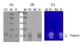 정제 된 벼 유래 trypsin의 활성 확인. A: SDS-PAGE, B: Western blot analysis, and C: Zymography (Stroud et al.. 1997). M: Protein size marker; PC: 2 ug of recombinant trypsin derived-from Zea may (Trypzean); NC: Culture medium from non-transgenic rice cell; R: 2 ug of recombinant trypsin derived-from rice